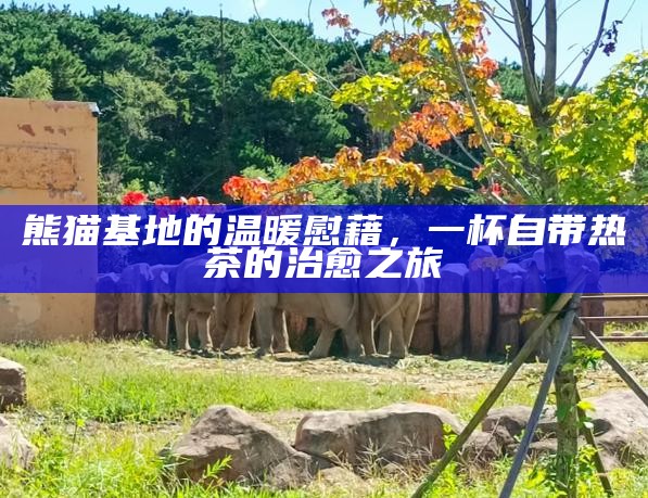 熊猫基地的温暖慰藉，一杯自带热茶的治愈之旅
